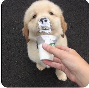 Puppacino